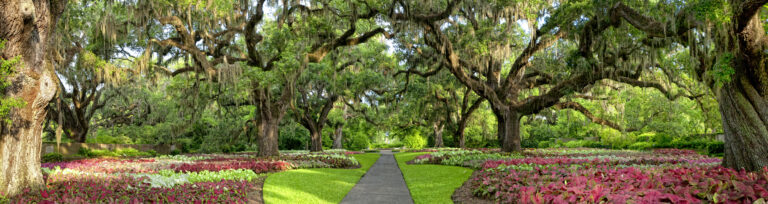 Oak Alley of Brookgreen Gardens